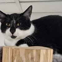 TRUFFE, chat à adopter