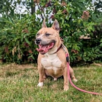 TITI, chien à adopter