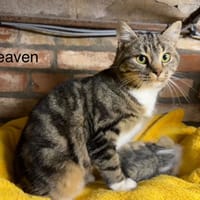 Heaven, chatte à adopter