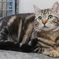 ZEBRA, chatte à adopter