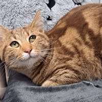 CITANA, chatte à adopter