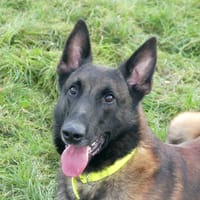 MICKY, chien à adopter