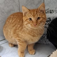 KOVU, chat à adopter
