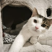 Shanti, chat à adopter