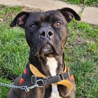 BEERUS, chien à adopter