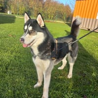 Sparky, chien à adopter