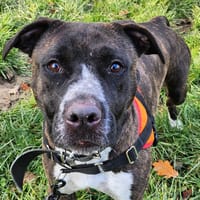 BATAVIA, chienne à adopter