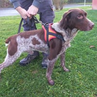 Black, chien à adopter