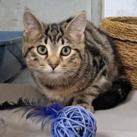 TAKI, chatte à adopter