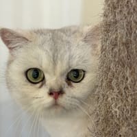 ZARYA, chatte à adopter