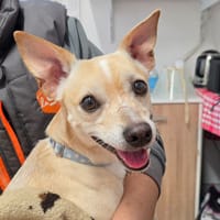 Dobby, chien à adopter