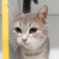 CHOUPETTE, chatte à adopter