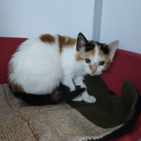 ALEX, chatte à adopter