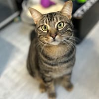 MANAKIN, chat à adopter