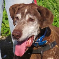 HOBBY, chien à adopter