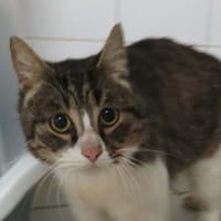 DOUDOU, chat à adopter