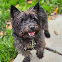 Léon, chien à adopter