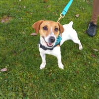 Scooby, chien à adopter