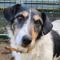 HATHI, chien à adopter