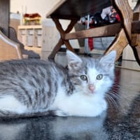 GRISOU, chat à adopter