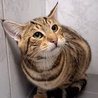 SURAK, chat à adopter