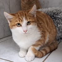 POPCORN, chat à adopter