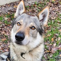 TSU'TEY, chien à adopter