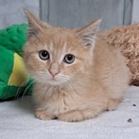 SLASH, chat à adopter