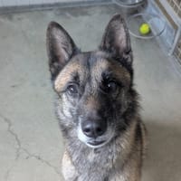 Thor, chien à adopter