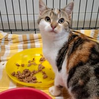 FLORA, chatte à adopter