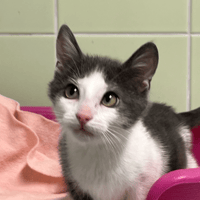 WILLY, chat à adopter