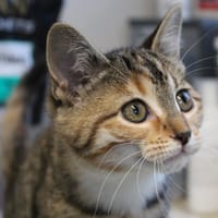 Suzy, chatte à adopter