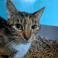 GERTRUDE, chatte à adopter