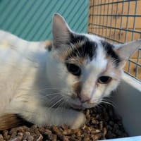 GISELE, chatte à adopter