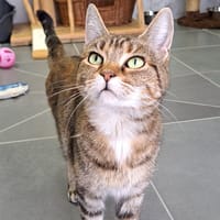 OZZY, chatte à adopter