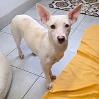 Saphir, chienne à adopter