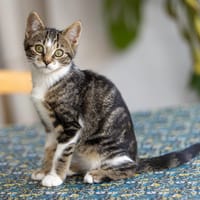 STREETY, chatte à adopter