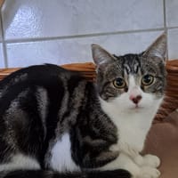 chatpitaine croquette, chatte à adopter