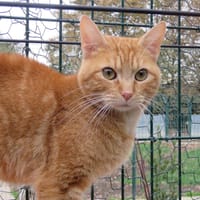 Léonard, chat à adopter