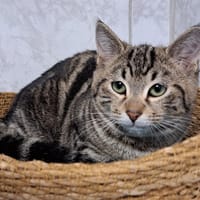 KIPI, chatte à adopter