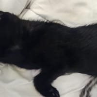 AMERICA, chatte à adopter