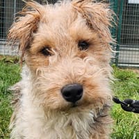 JASPER, chien à adopter