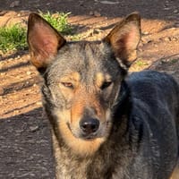 TYSKIE, chienne à adopter