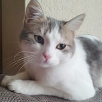 Angelo, chat à adopter