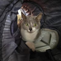 Touillette, chatte à adopter