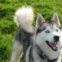 MARVEL, chien à adopter