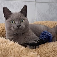 Claquos, chat à adopter