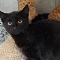 NINJA, chat à adopter