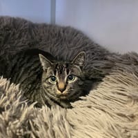 Donald, chatte à adopter