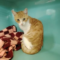 JEDI, chat à adopter